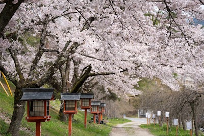 通り抜けの桜