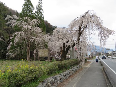 法善寺のしだれ桜