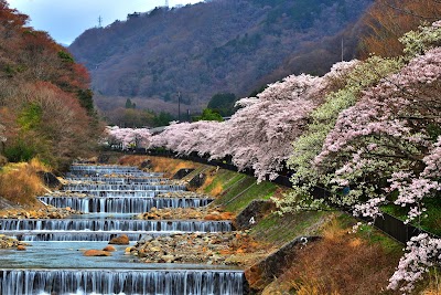 宮城野の桜並木